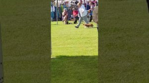 27.06.19 Windsor Championship dog show. England.  Виндзор, Англия, выставка Кавалер Кинг Чарльз сп.