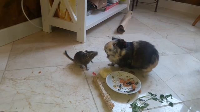 Guinea pigs VS Squirrel Degu - Морская Свинка VS Белка Дегу смотреть онлайн