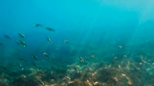 Подводная съёмка Cala Marcal - только рыбки