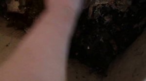 Разведение червей старатель дома в коробке!