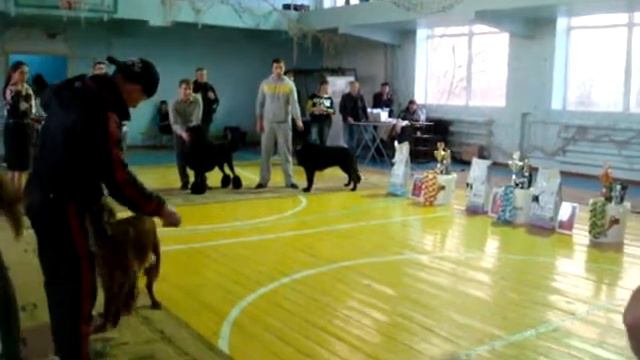 Кубок Фортуны Темиртау выставка собак 27.04.2014 смотреть онлайн