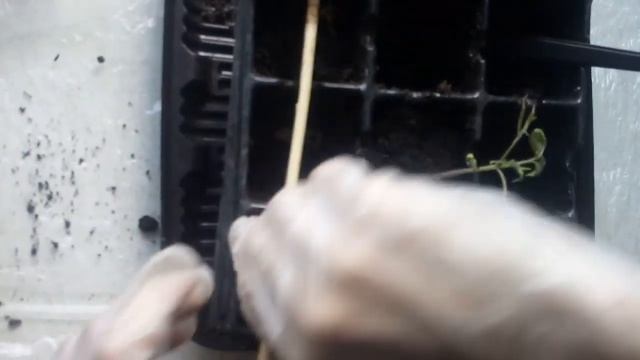 Как пикировать рассаду томатов в стаканчики смотреть онлайн