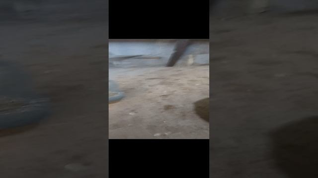 ракушечник или отсев для кур