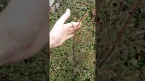 Разница между кипарисами, растущими в непосредственной близости друг от друга. Наглядно🤔#кипарис