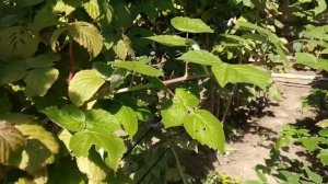 Саженцы от магазина Беккер