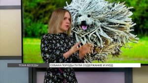 Как ухаживать за собакой породы Пули?