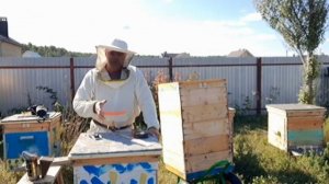 Закормка пчёл в зиму  Как? Сколько? Когда?