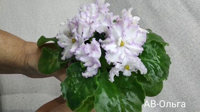 АВ-Кринолин,АВ-Ольга,АВ-Белый Медведь. смотреть онлайн