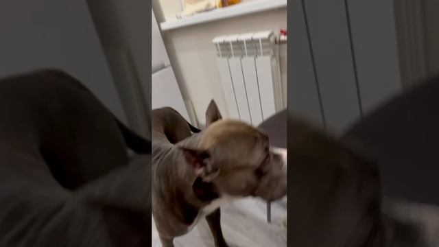 Маленький стул