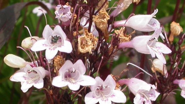 Penstemon digitalis 'Husker Red' смотреть онлайн