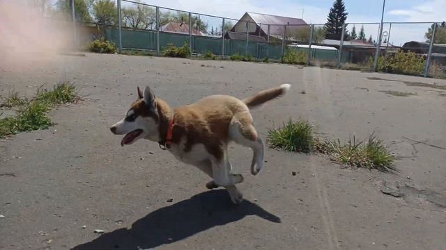 VLOG  Утренняя прогулка с собаками🐶