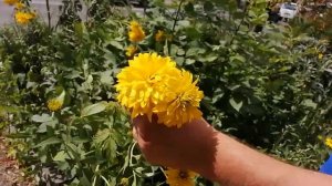 Рудбекия Золотой шар растение моего детства цветы моих бабушек золотарник Васильевский храм