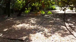 Нашла кости на заброшенном КЛАДБИЩЕ в Италии