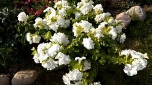 Обзор сурфинии Дабл Вайт