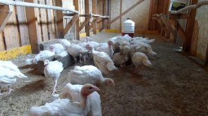 Индюки разведение в домашних условиях // Индюки Деревенские и Хайбрид Конвертер