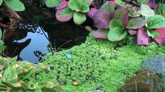 Неприхотливые растения для сада Бадан. Сайт "Садовый мир" смотреть онлайн