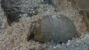 броненосец