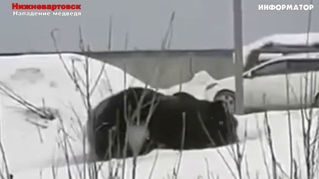 Нападение медведя на вахтовиков 10 ноября