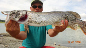 Щука в мутной воде.