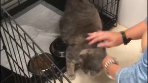Бездомная кошка пришла рожать в дорогую ветклинику, и сутками дежурила на пороге
