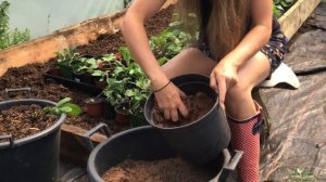 How to Grow Carrots in Containers