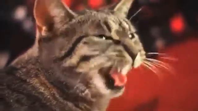 смотреть видео приколы смешная кошка cats смотреть онлайн