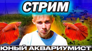 Майский стрим Юного Аквариумиста