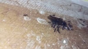 ant colony | ant farm | ant roblox | army ant | worker ants | fire ant | ant man 3 trailer | ant