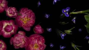 Как распускаются цветы | Timelapse, который снимали 3 года