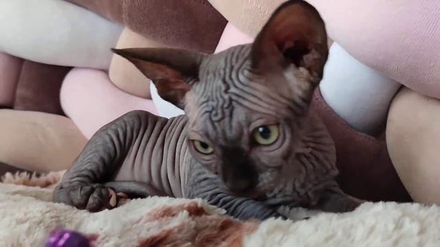 канадский сфинкс. кошечка
