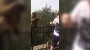 Animal Attacks Caught on Camera from the JukinVideo Vault