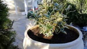 Покупка и пересадка бересклета и туи