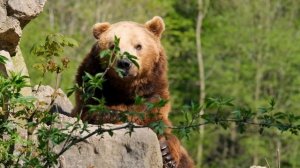 Почему Зоопарки это Тюрьма для Животных?