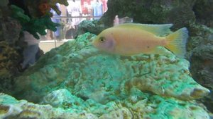 большой шикарный аквариум с цихлидами разными аквариумные рыбки .уфа июнь  2023. смотрите сами