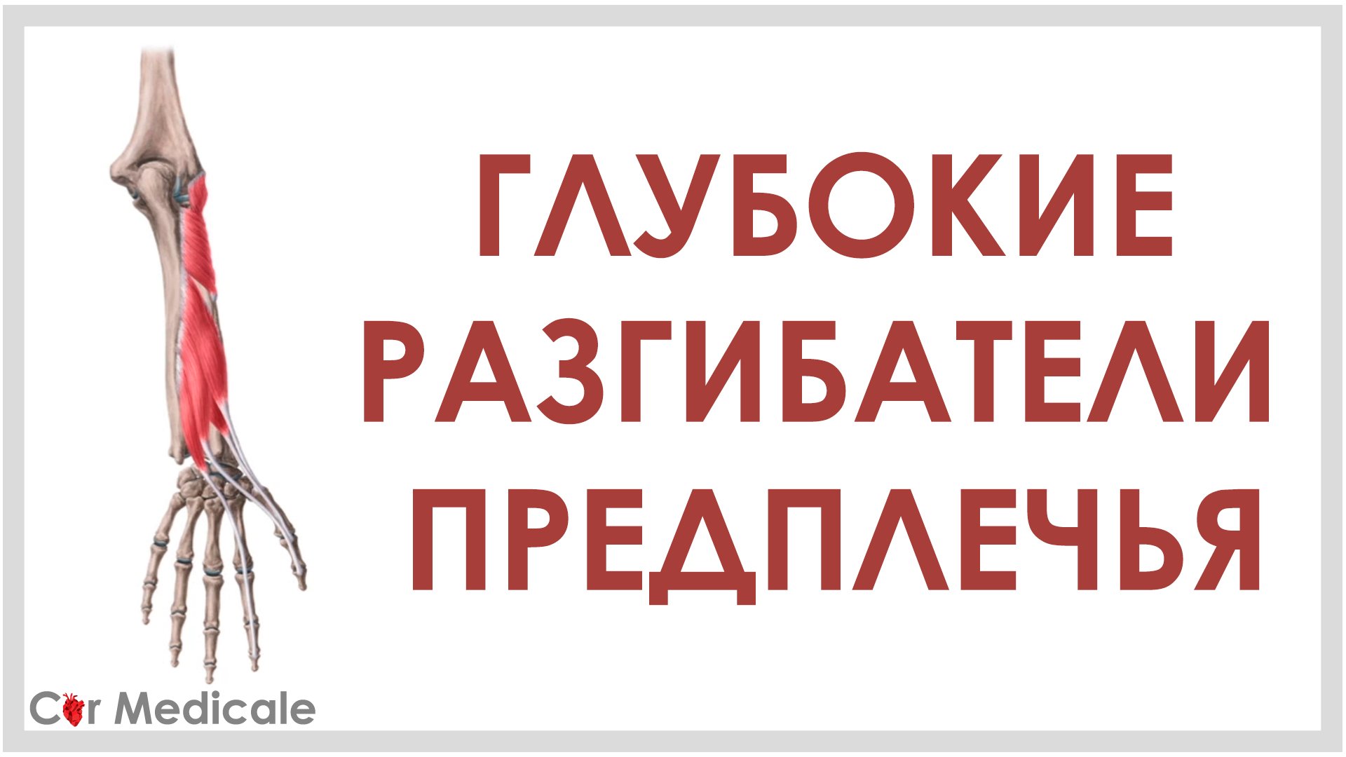 Глубокие разгибатели предплечья
