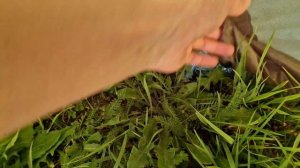 Палатка Маверик Космос 500. Maverick Cosmos 500. Отзыв/обзор.