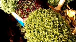 Хризантема не цветет... Как помочь растению.