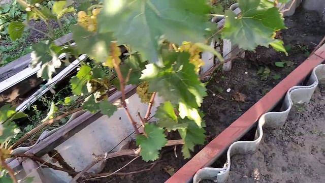 Кишмиш Венгерский(342) на 06.09.21г в Алтайском крае. смотреть онлайн