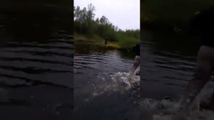 Кольский река Печенга, сёмга 9 кг.