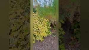 Ель " Глаука глобоза", гутчинзия и краски осени