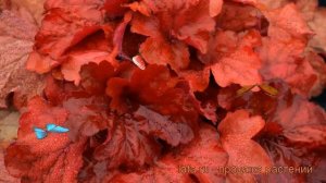 Гейхера гибридная Фаер Аларм (heuchera) ? Фаер Аларм обзор: как сажать, рассада гейхеры Фаер Аларм