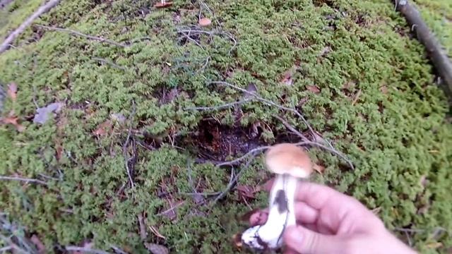 Поездка за Грибами №2 (Болдерай) смотреть онлайн