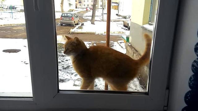 Воспитанный кот смотреть онлайн