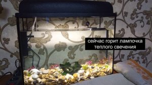 Как запустить аквариум