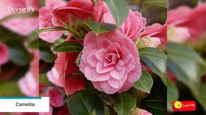 10 Best Flower Plants to Grow at Home in Winter 🌸 ❄ Winter Flowering Plants ❄