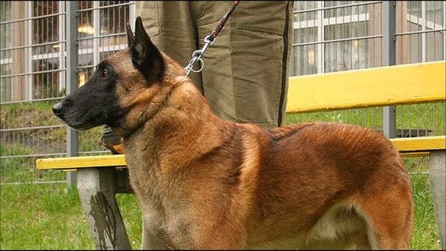 Бельгийская овчарка, виды породы, с разным типом шерсти. смотреть онлайн