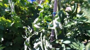 Томат Космос оказался красивым на вид и обыкновенным на вкус