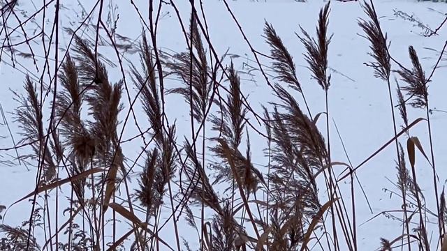 27022022 ТРОСТНИК ДУША ГОБОЯ смотреть онлайн