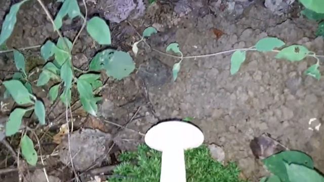 Leccinum percandidum (Leccinum versipelle now) (Подосиновик белый), August 15, 2021 смотреть онлайн