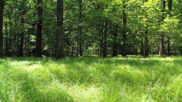 #Медитация Поток родовой энергии смотреть онлайн